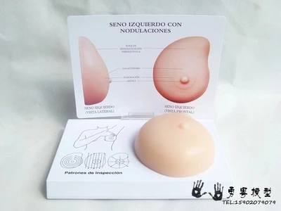 Pathological breast model Breast self-examination model Breast lump soft material silicone family planning office teaching model