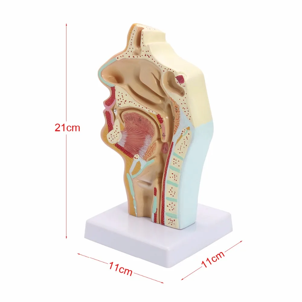 Head anatomy Human Life Size Anatomical Nasal Cavity Throat Anatomy Medical Model