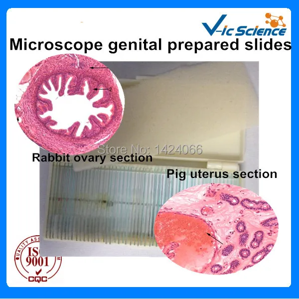 Microscope genital system prepared slides