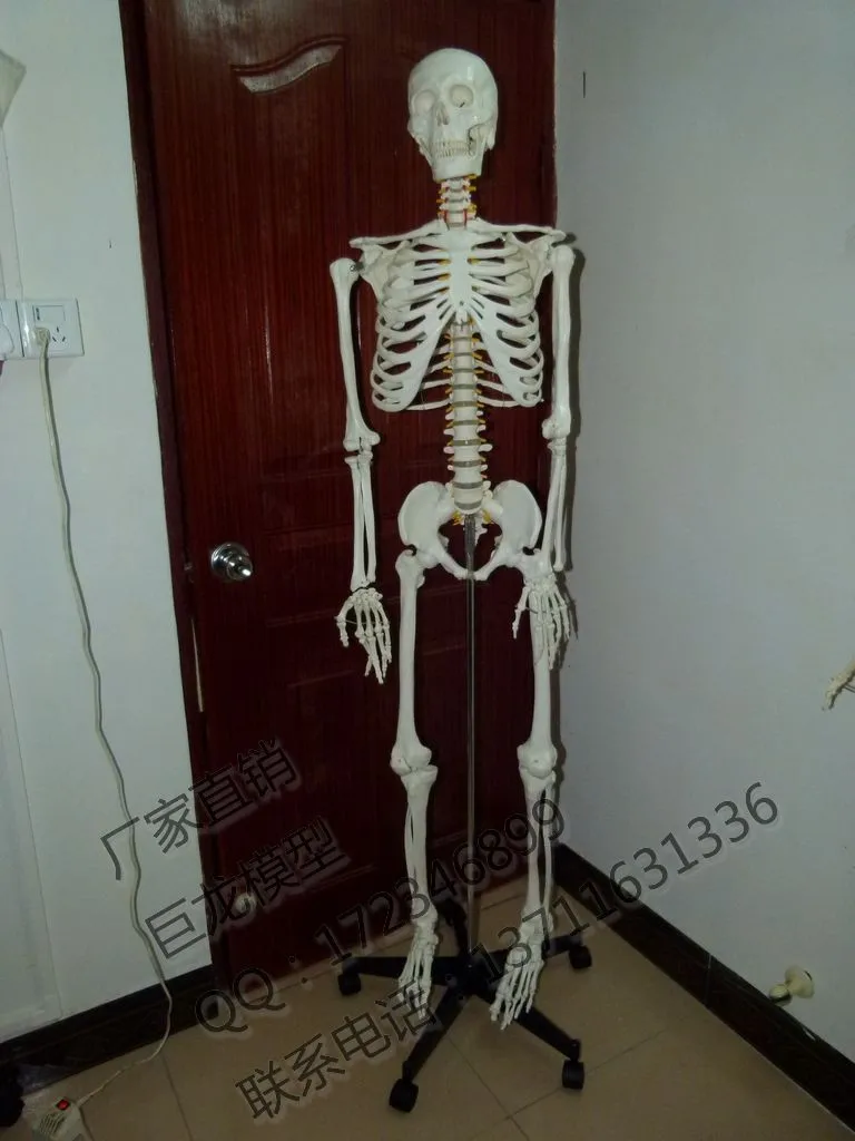 standard 170cm human skeleton high quality body model big skull skeleton