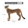 Female Cheetah