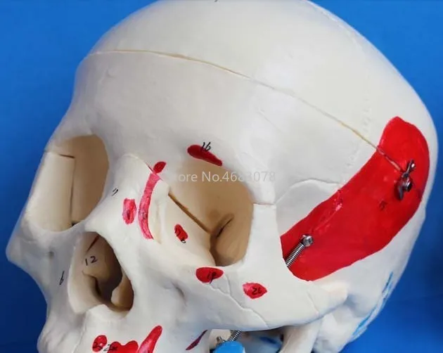 Human Anatomical Anatomy Colored Head Skeleton Skull Teaching Model Detachable School Educational Human Head,Skull Model