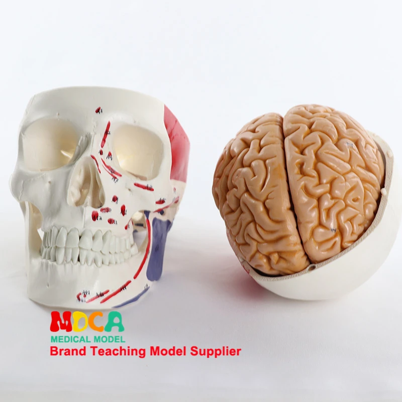 Life-Size Skull Model with Brain Removable Skullcap Anatomical Skull Model for Science Education Tool