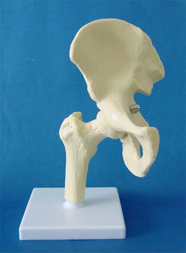 

hip joint Skeleton model Medical Teaching Human specimens free shipping