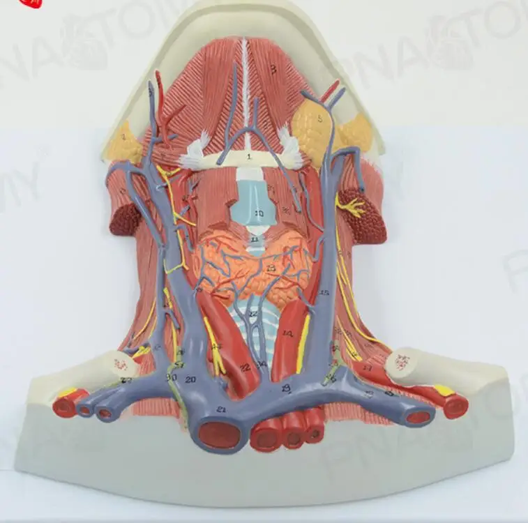 

Модель для шеи передняя Шейная мышца анатомическая мышца нейроанатомия человеческое тело обучающие и медицинские учебные пособия