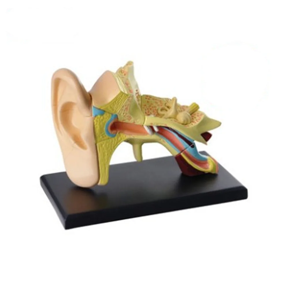 3D mini Human Ear Anatolly Model 14pcs 7.7cm(3\