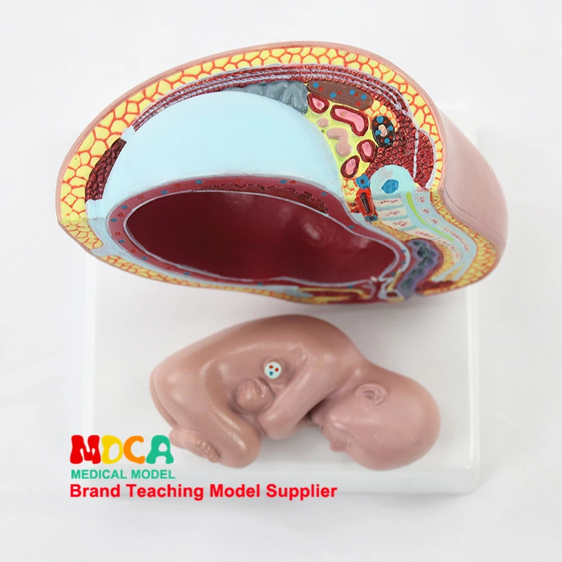 Embryonic Pelvic Model Fetus Pregnancy Anatomy of The Placenta, Life Size with Removable Organs Medical Anatomical Model