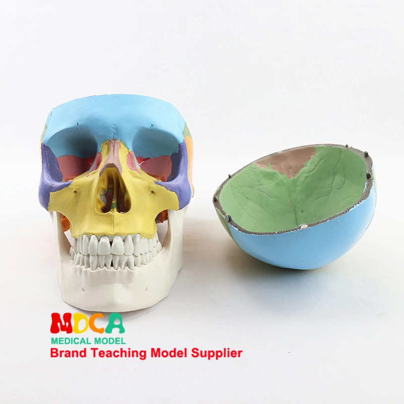 Medical Human Color Skull Model Simulation Craniofacial Maxillofacial Beauty Model Classroom Supplies Teaching