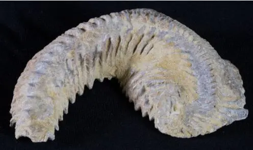 Oyster Fossil - Alectryon carinata - Cretaceous - Madagascar- 120-160 million years old