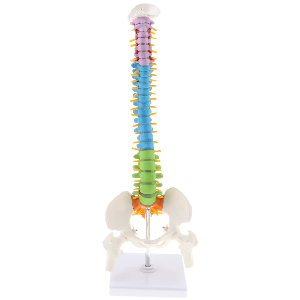 45cm Life Size Flexible Vertebral Column Anatomical Model with Pelvis & Femurs, Spinal Nerves and Arteries Colored Coded