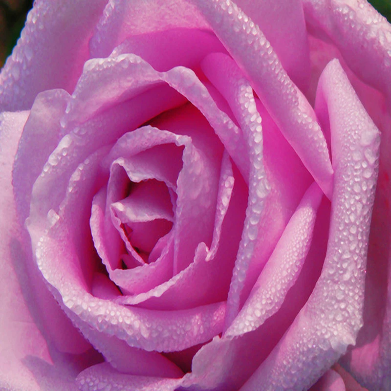 HD Water Drop Pink Rose Photo Wallpaper 3D Wall Mural Romantic Decor Wedding House Living Room Warm Wallpaper Papel De Parede 3D