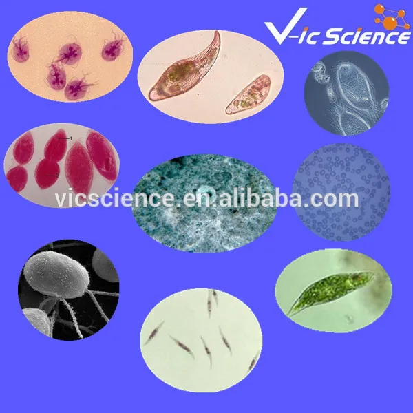 

100 Pcs parasitology prepared slides