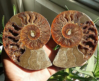 Cut Ammonite Shell Jurrassic Fossil Specimen Madagascar