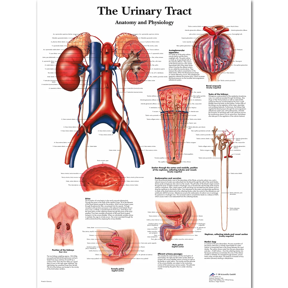 Anatomy Pathology Anatomical DNA Human Genotype Chart Classic Canvas Print Poster Wall Pictures for Medical Education Home Decor