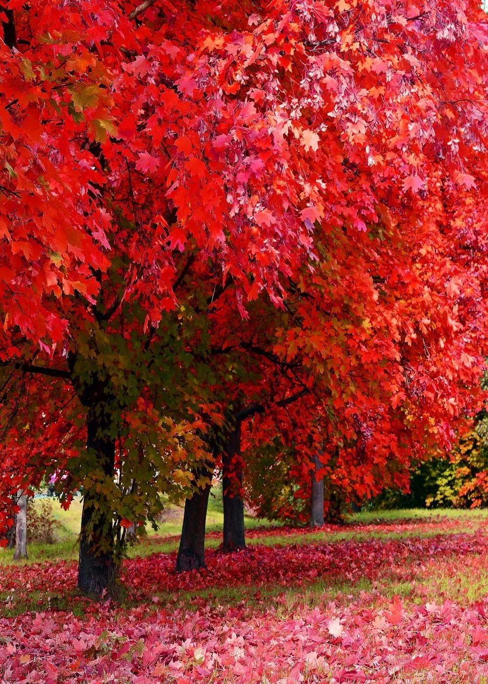 Fondos de otoño Capisco para estudio fotográfico, hojas caídas de Arce, árbol, jardín, retrato escénico, sesión fotográfica