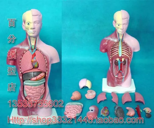 

male torso 15 parts Mannequin 28cm human body model human body model free shipping