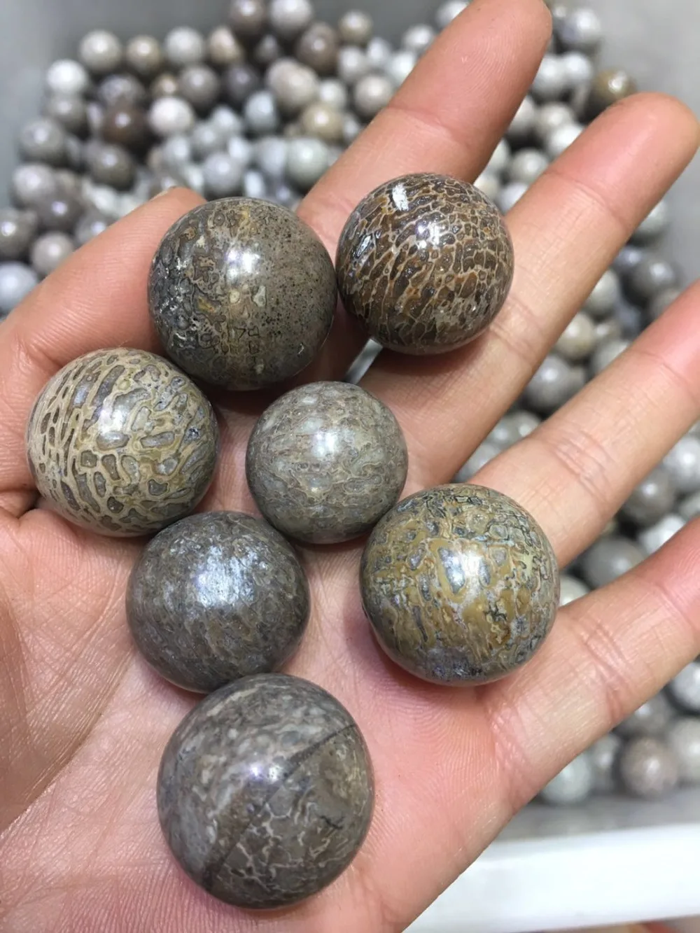 5pcs  natural dinosaur bone fossil sphere mineral specimen gemstone dragon fossil bone ball dinosaur stone madagascar healing