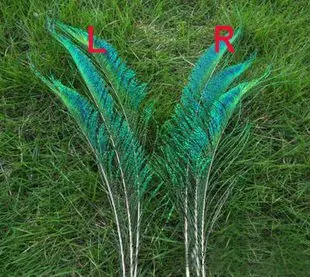 50pcs/Lot SWORD PEACOCK FERN FEATHERS 12-14 Inches 30-35cm Left or Right side,Home Furnishing Decoration