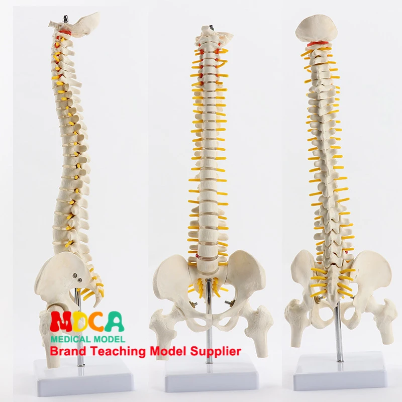 

45cm Pillar Type Spinal Column Belt Femur Massage Beauty Body Spinal Column Model Medical Teaching MJZ102