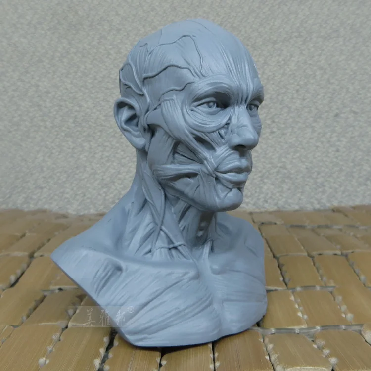 Art of human musculoskeletal head carving,Art Bust Painting Reference,Skull bust model