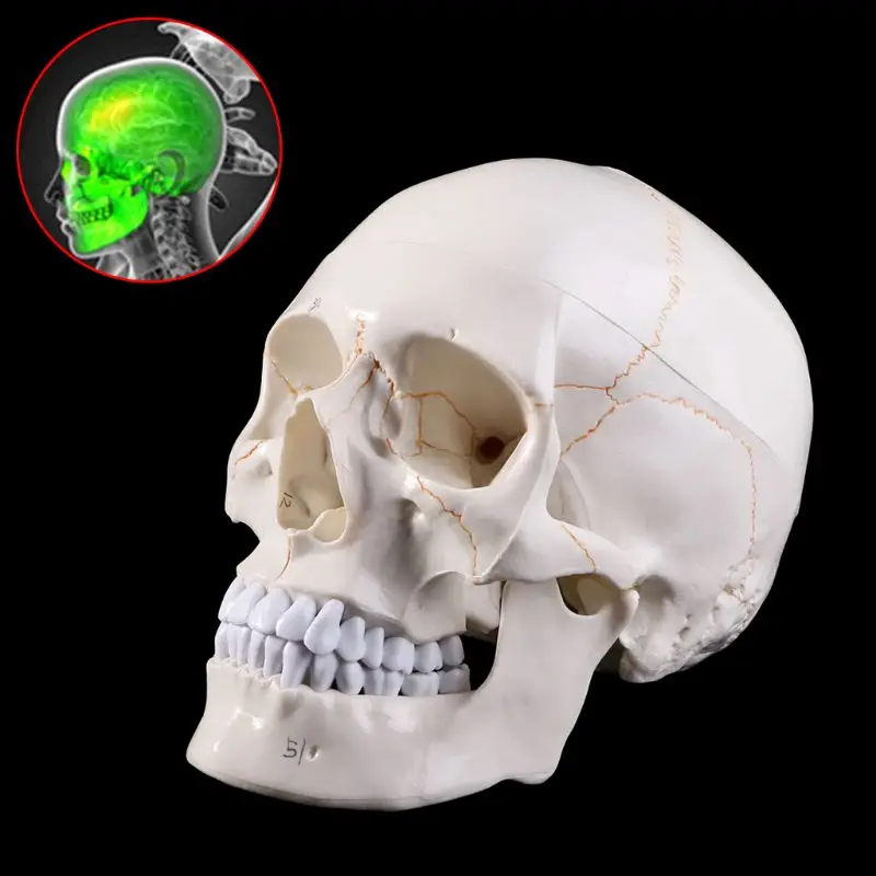 Medical props model Life Size Human Skull Model Anatomical Anatomy Medical Teaching Skeleton Head Studying Teaching Supplies