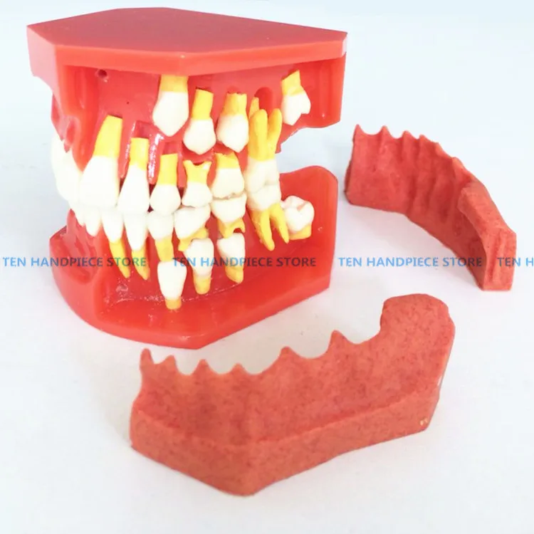 2018 good quality New Arrival Dental Tooth Teeth Anatomical Anatomy Model Children Dental Model