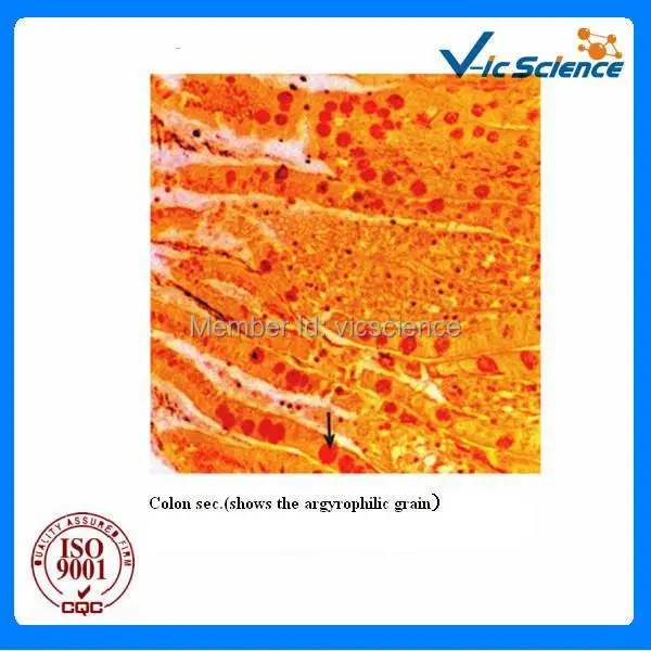 100 Pcs/Set Tier Histologie Vorbereitet Folien