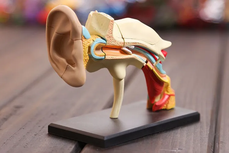 

4D master Ear structure anatomical ear model assembled Human Anatomy dimensional model