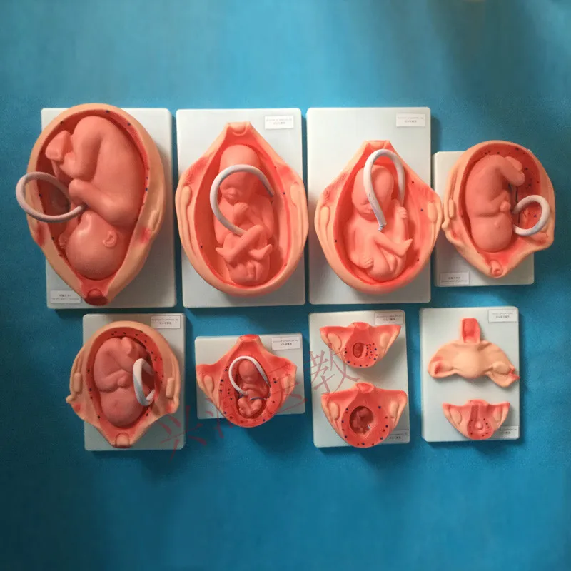 10 pcs fetus pregnancy Fetal development process Fetus medical educational demonstration model