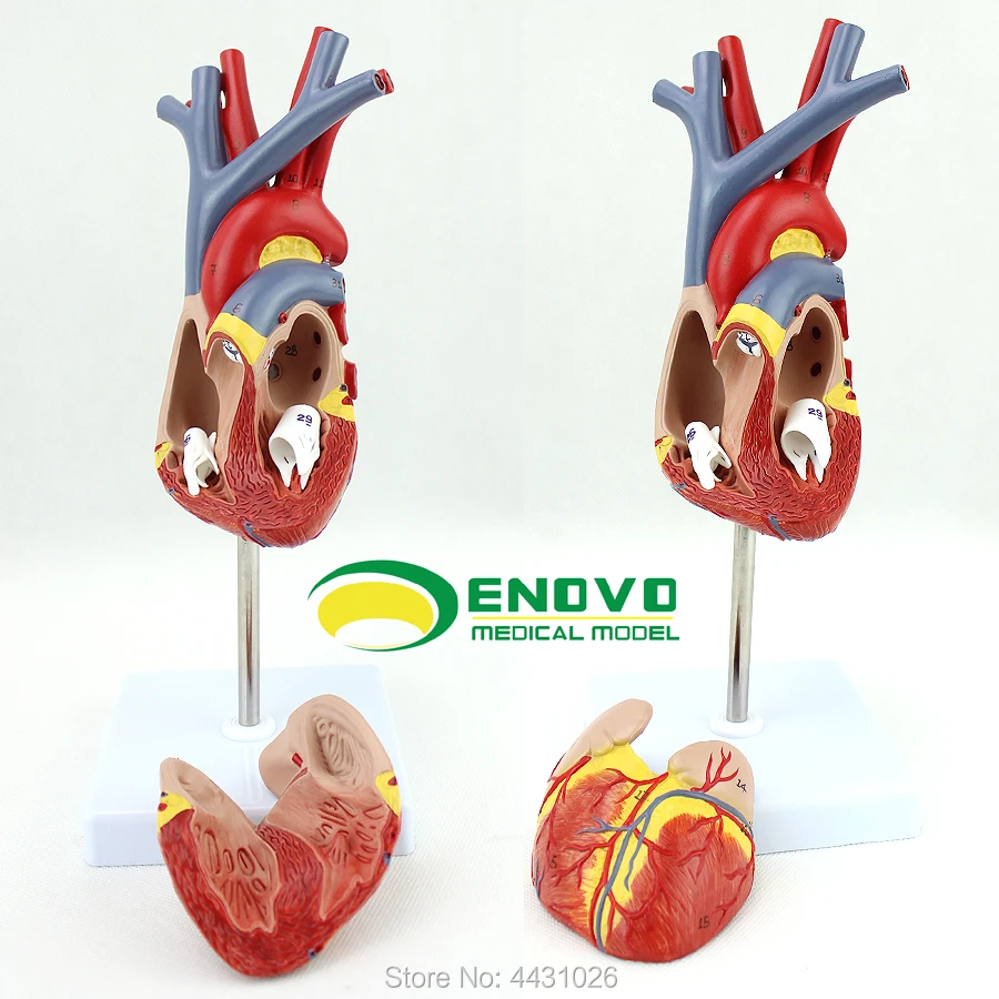 ENOVO Human heart model medical cardiology cardiac interventional anatomy teaching coronary artery