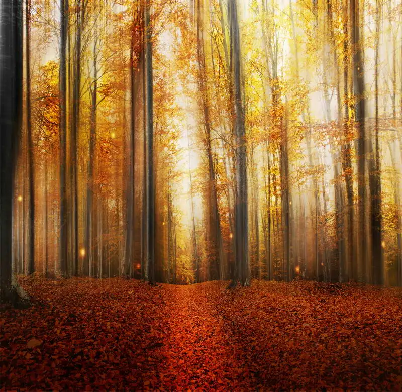 

10x10ft Sunset Autumn Forest Leaves Seamless Washable Wrinkle Free One Piece Banner Photo Background Backdrop Polyester Fabric