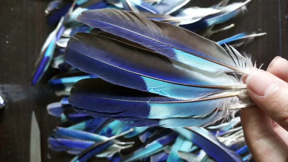 Wholesale 10pcs high quality natural Macaws feathers 3-5inch/8-12cm Decorative diy stage performance Clothing accessories