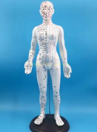 

50/48cm Full leather white men and women human model Human meridian model traditional Chinese medicine Acupuncture point model