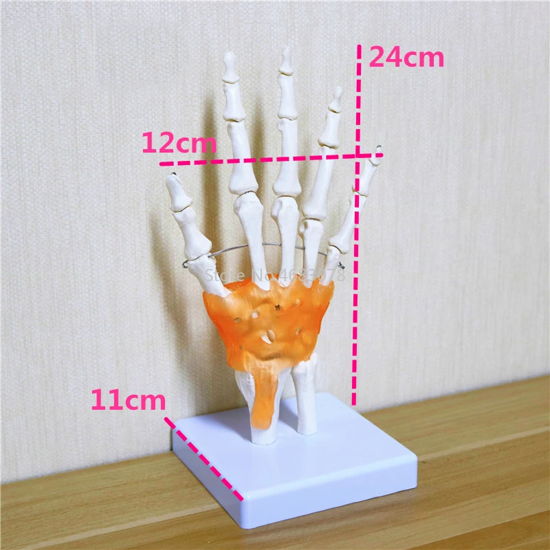 Human Hand Joint Anatomical Skeleton With Skin Model Medical Science Health Life Useful Medical Science For Teaching Supplies