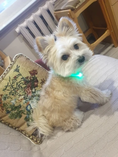 Adjustable USB Charging Pet Dog Collar Rechargeable LED Night Flashing Luminous USB Charging Pet Dog Puppy Plastic Neck Collar