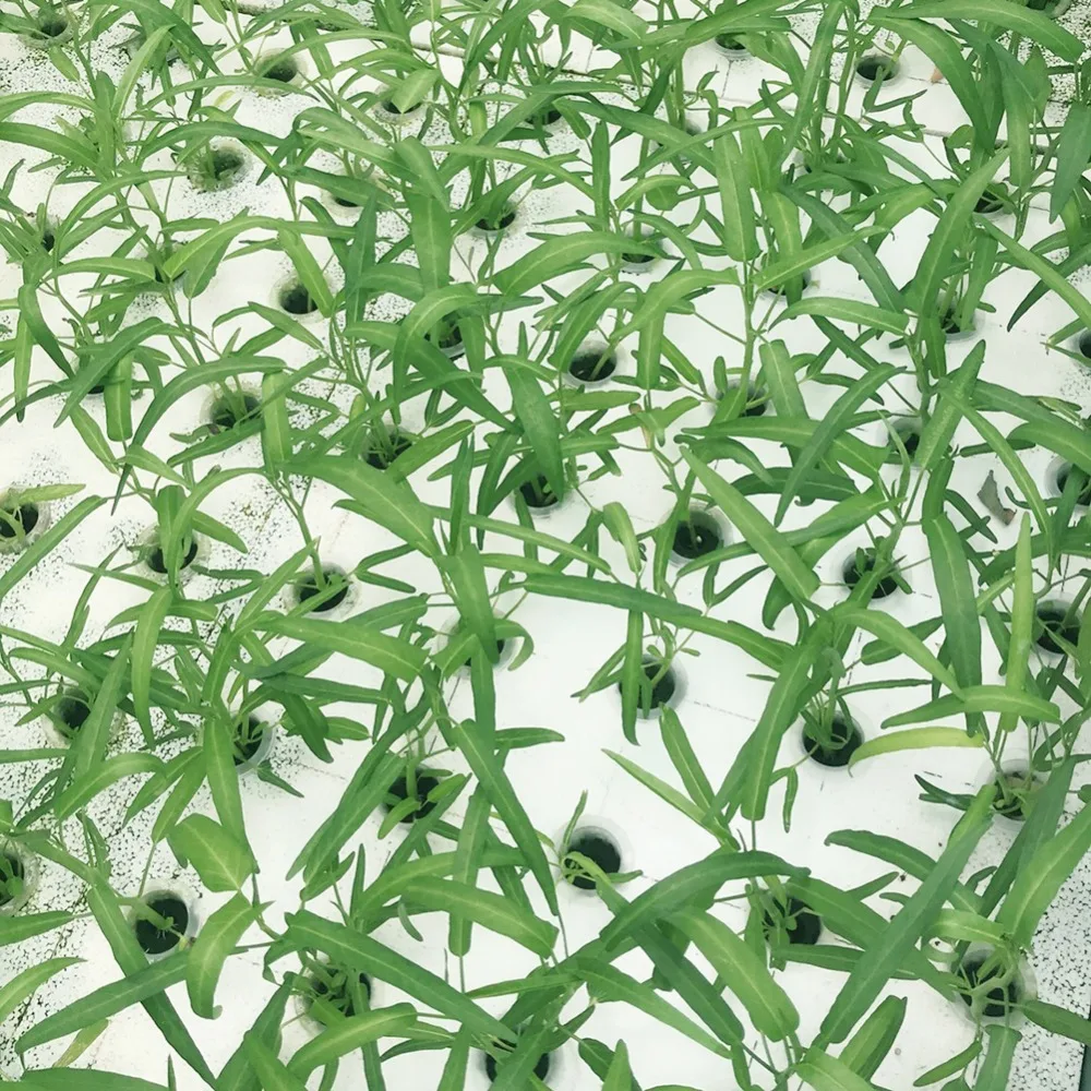 50 قطعة من سلة الزراعة المائية البيضاء الجديدة للحديقة وشبكة زراعة الخضروات بدون تربة متعددة الأحجام وغطاء شبكي بلاستيكي للزراعة الهوائية