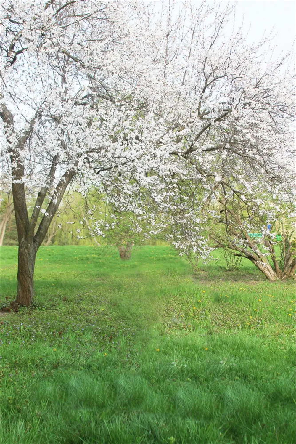 

Outdoor Spring Scenic Photography Backdrops Digital Printed Pear Tree Flowers Studio Photo Shoot Backgrounds Green Grass Floor