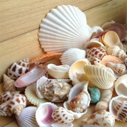 100g/bag Mixed Sea Beach Shells  Seashells Fish Tank Aquarium Landscape Decoration Aquarium Decor Photo  Props For DIY Crafts