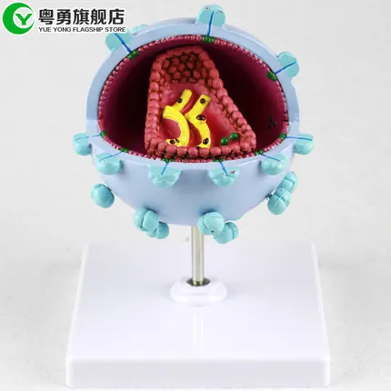 Human virus model AIDS Cytopathic amplification demonstration model Popular science teaching free shipping