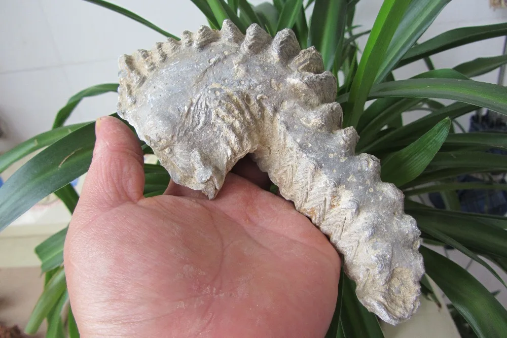 445g Rare Fossil of Oyster specimen from Madagascar