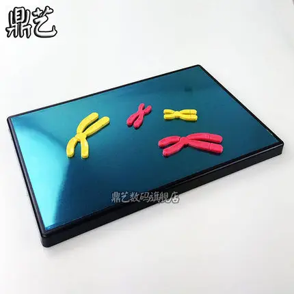 magnetic reductional cell division Model components of chromosome change Biology teaching aids 280*180mm