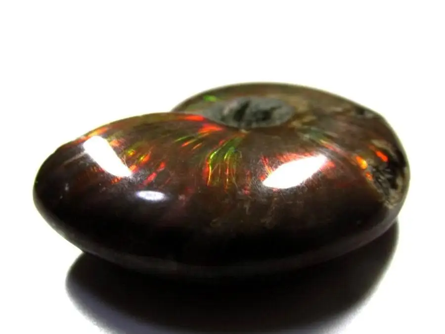 RARE Iridescent AMMONITE AMMOLITE SHELL GEM  SPECIMEN HEALING