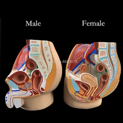 Modelo de anatomía pélvica sagital para hombre y mujer, sistema reproductor de órganos masculinos, útero, modelo de enseñanza médica