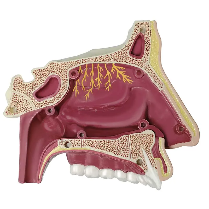 Modelo de anatomía de nariz y olfativa estándar humano 4D, 7 piezas, suministros de enseñanza médica desmontables, franqueo gratis