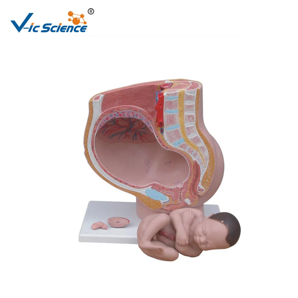 

Medical Supplies Life Size Female Pelvis Anatomy PVC Pelvic Anatomical with Fetus Model 4 parts for Students Teaching