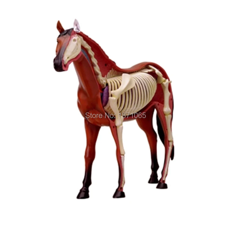 1PCS Anime 4D Vison Horse Pig Cow Chicken Anatomy Medical Animal Model Puzzels For Children Skeleton Educational Science Toy