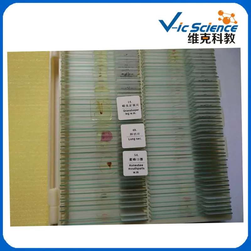 100PCS Zoology Educational Prepared Slides