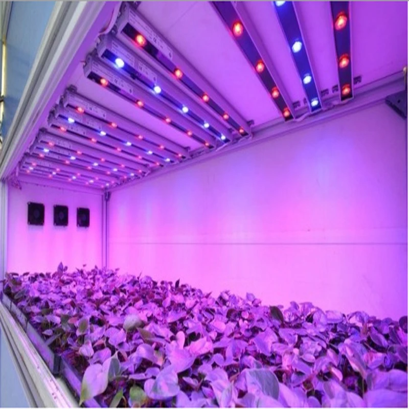 100 개/몫 1w 3w 5w 전체 스펙트럼 led 성장 빛 칩, 최고의 bridgelux led 성장 칩 실내 식물 성장