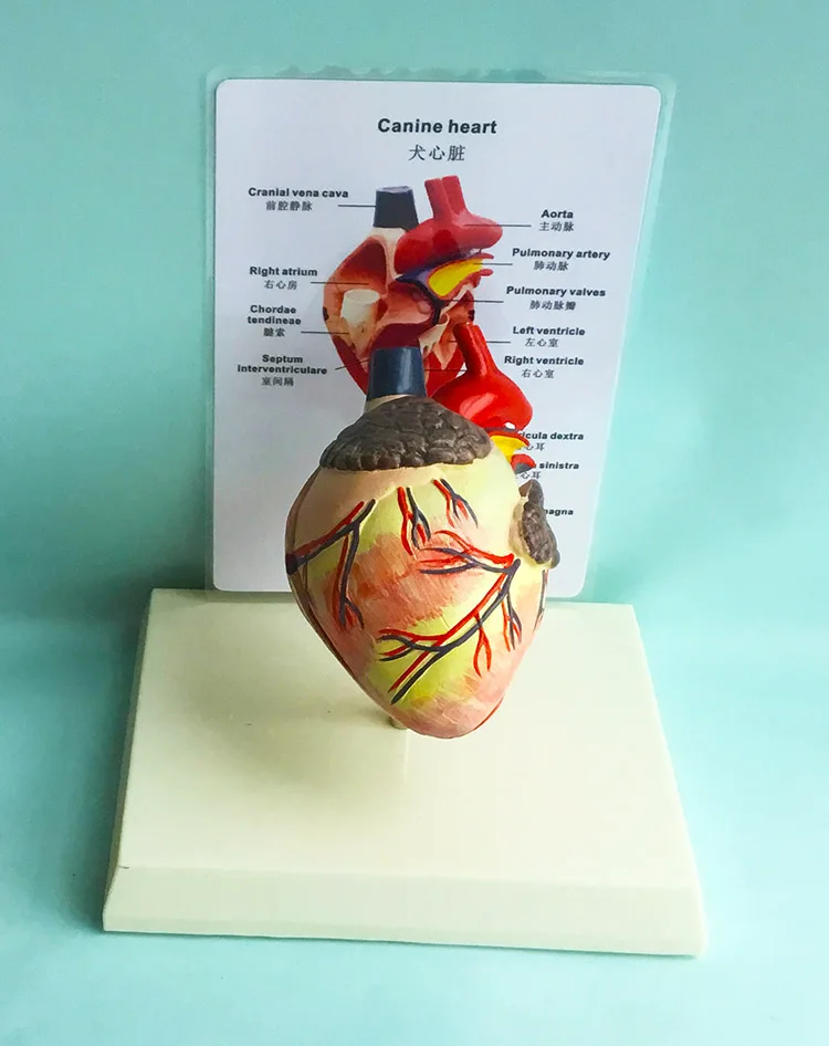 Dog heart anatomy model canine pet teaching aid Healthy dog heart model With instructions in Chinese and English