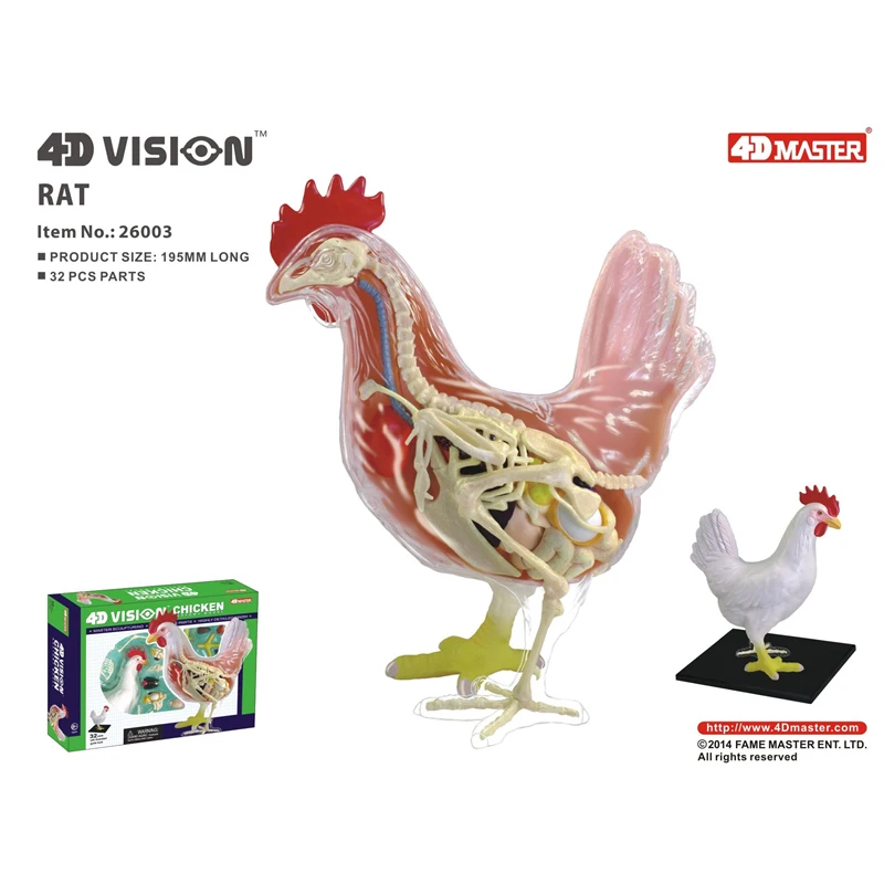 

4D Vision Red And White Chicken Anatomy Model Assembling Simulation Animal Biology Organ Anatomical Model